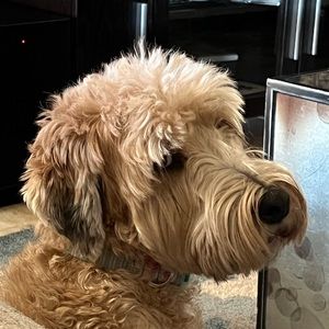 Meet your Posher, Malika